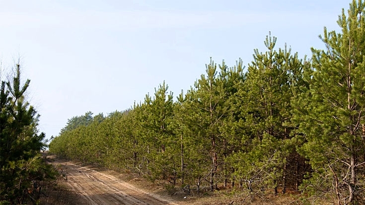 Житель Николаевской области незаконно занял земли леса: ему грозит арест