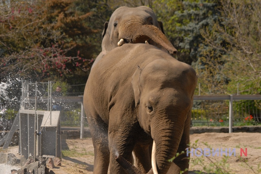 Грайливі слони та «закохані» папуги: до Миколаївського зоопарку прийшла весна (фоторепортаж)