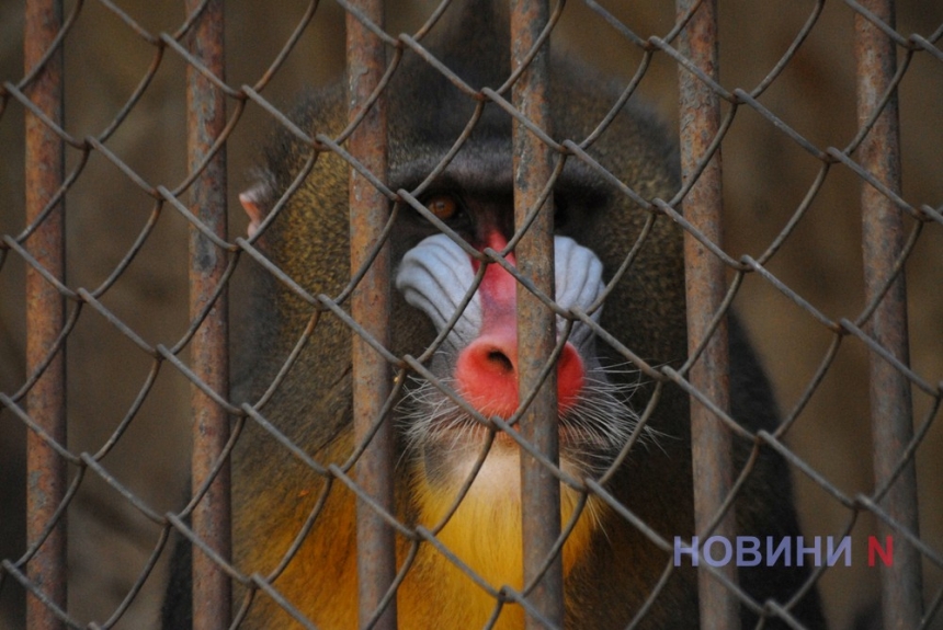 Игривые слоны и «влюбленные» попугаи: как в Николаевский зоопарк пришла весна (фоторепортаж)
