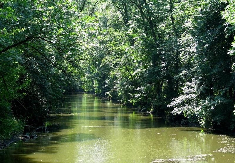 На Миколаївщині незаконно передали 1,5 га лісів у прибрежних зонах Чорного моря та Тилігульського лиману