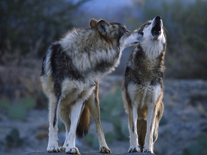 Семью волков в национальном парке "Белобережье Святослава" уничтожать не будут