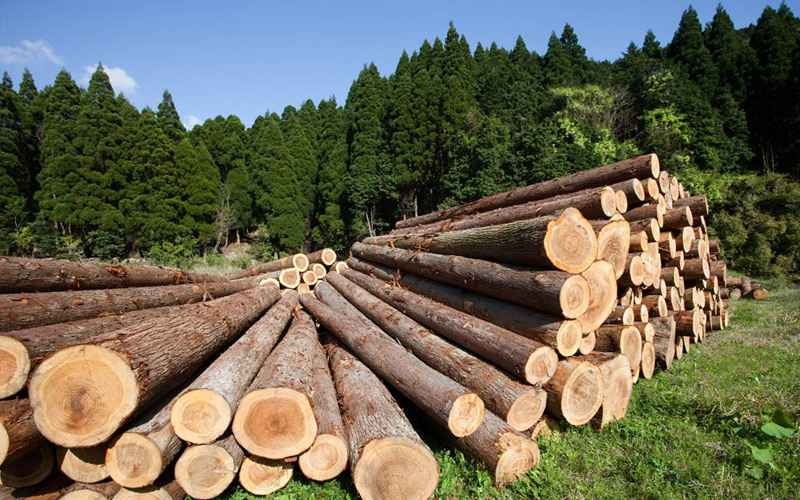 У Миколаєві розслідують розкрадання на закупівлі деревини для сил оборони У Миколаєві розслідують розкрадання на закупівлі деревини для сил оборони
