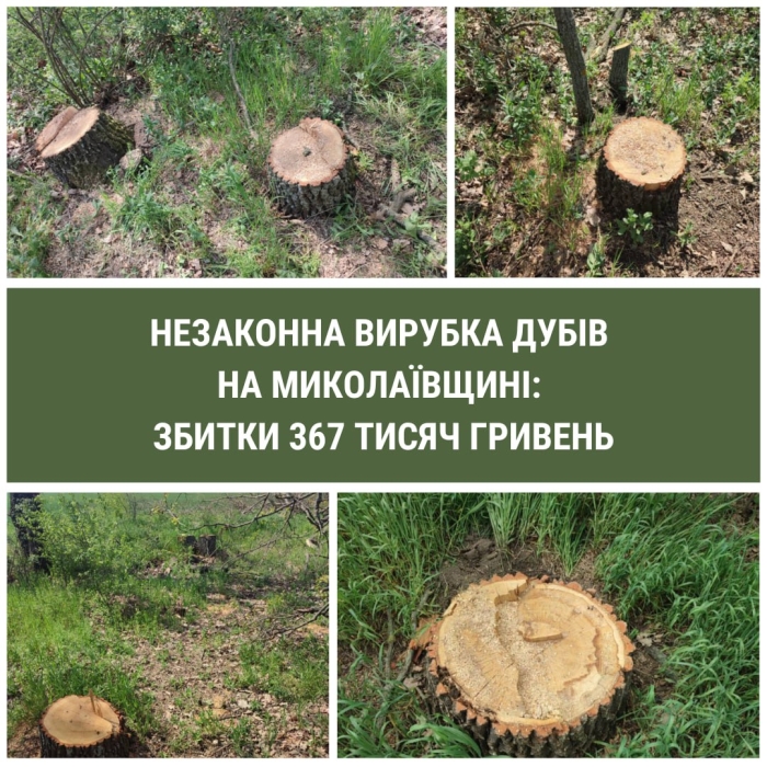 Нарубили дубов на 400 тысяч: в Николаевской области уничтожили часть защитной лесополосы Нарубили дубов на 400 тысяч: в Николаевской области уничтожили часть защитной лесополосы