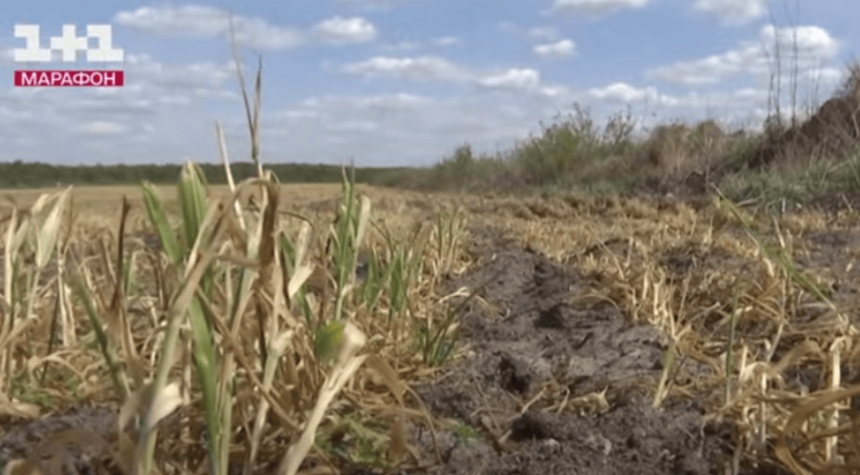 В Украине из-за непогоды гибнут пшеница и ягоды: чего ожидать от урожаев В Украине из-за непогоды гибнут пшеница и ягоды: чего ожидать от урожаев