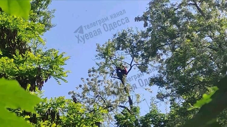 Мужчина 6 часов прятался от сотрудников ТЦК на дереве (видео) Мужчина 6 часов прятался от сотрудников ТЦК на дереве (видео)