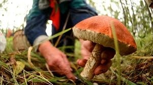 Отравление в Николаевской области: мужчина поел грибы с поля после химической обработки Отравление в Николаевской области: мужчина поел грибы с поля после химической обработки