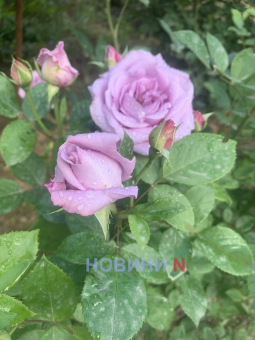 Вночі +16, вдень +33: яка погода буде у п'ятницю у Миколаєві та області Вночі +16, вдень +33: яка погода буде у п'ятницю у Миколаєві та області