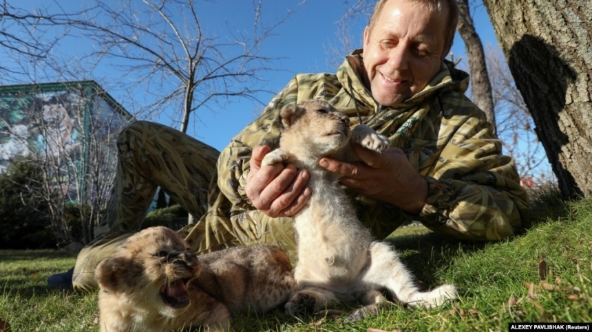 Лев напав на власника сафарі-парку «Тайган» та зоопарку в Ялті: він у тяжкому стані (відео) Лев напав на власника сафарі-парку «Тайган» та зоопарку в Ялті: він у тяжкому стані (відео)