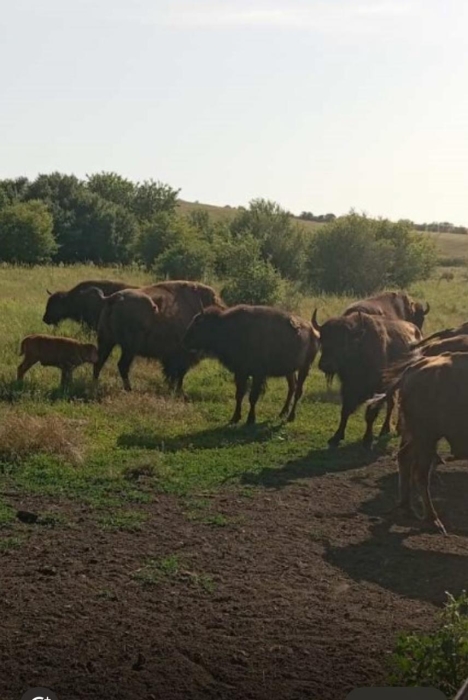 Бизонёнок появился на свет в степном заповеднике Николаевской области (фото) Бизонёнок появился на свет в степном заповеднике Николаевской области (фото)