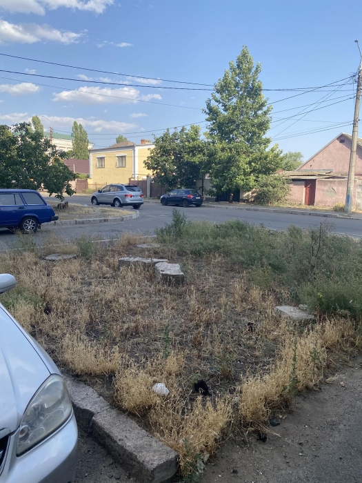 Николаевцы просят привести в порядок заброшенную клумбу в центре города Николаевцы просят привести в порядок заброшенную клумбу в центре города