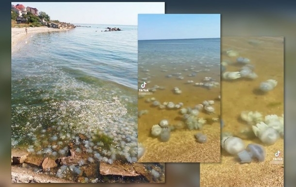 Ситуация в Азовском море близка к экологической катастрофе, - ЦПД Ситуация в Азовском море близка к экологической катастрофе, - ЦПД