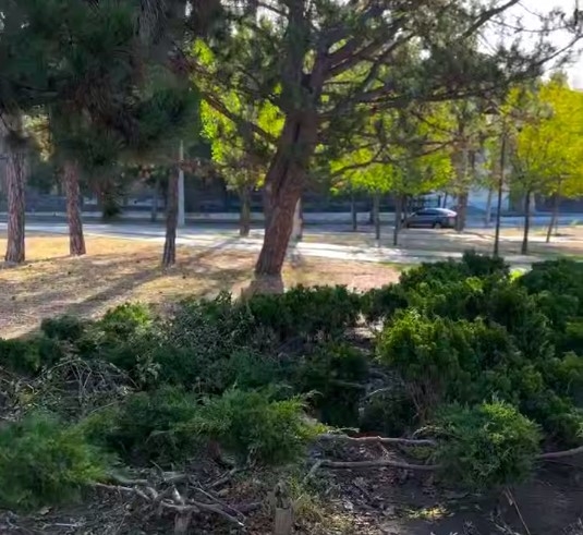 В зеленой зоне Николаева сломали дерево В зеленой зоне Николаева сломали дерево