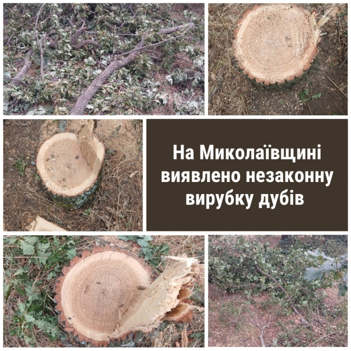 Дубы незаконно вырубили в Николаевской области Дубы незаконно вырубили в Николаевской области