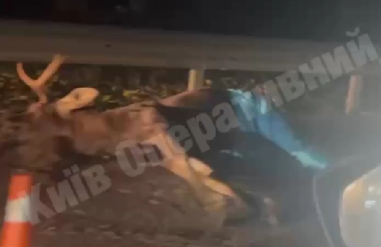 Авто сбило лося на трассе под Киевом (видео) Авто сбило лося на трассе под Киевом (видео)