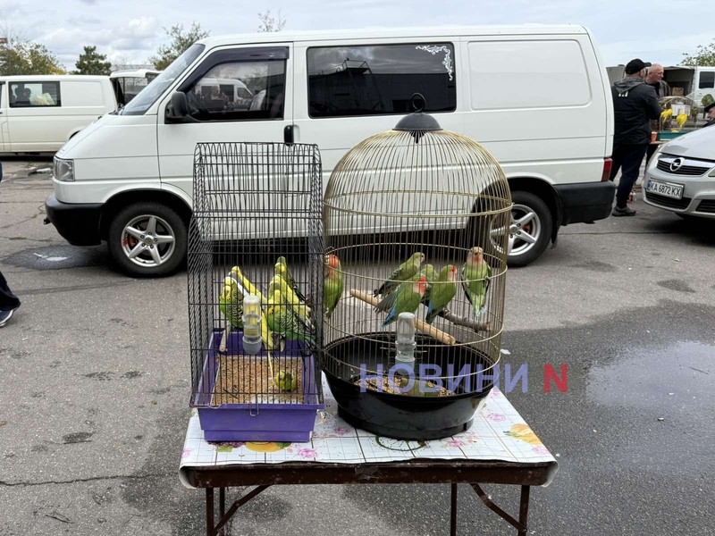 Куры, голуби и даже попугаи: в Николаеве проходит необычная ярмарка (фото) Куры, голуби и даже попугаи: в Николаеве проходит необычная ярмарка (фото)