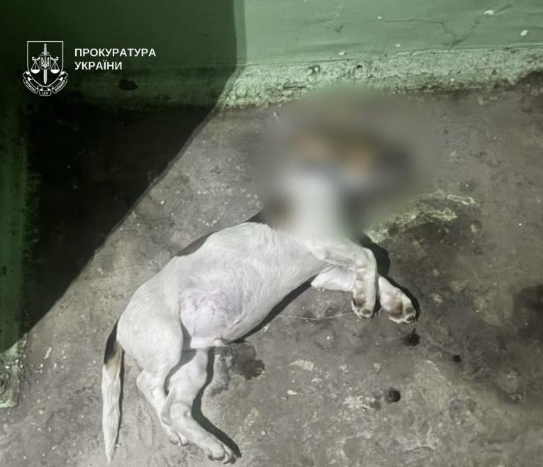 Пьяная женщина выбросила щенка с пятого этажа в Киеве Пьяная женщина выбросила щенка с пятого этажа в Киеве