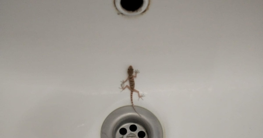 Редкие гекконы поселились в домах Одессы (фото) Редкие гекконы поселились в домах Одессы (фото)