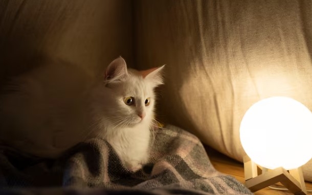 Де заплановані планові відключення електрики в Миколаєві (адреси) Де заплановані планові відключення електрики в Миколаєві (адреси)