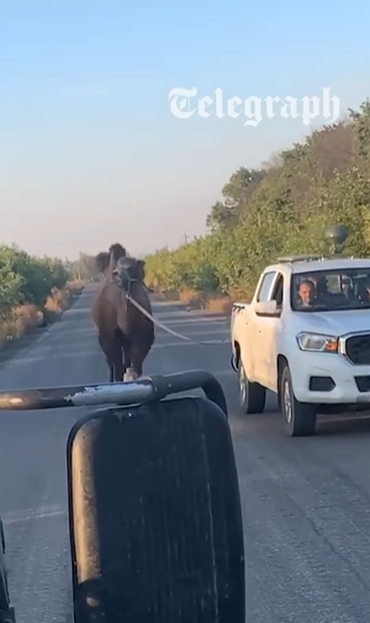 Украинские военные спасли верблюда, которого использовала армия РФ Украинские военные спасли верблюда, которого использовала армия РФ