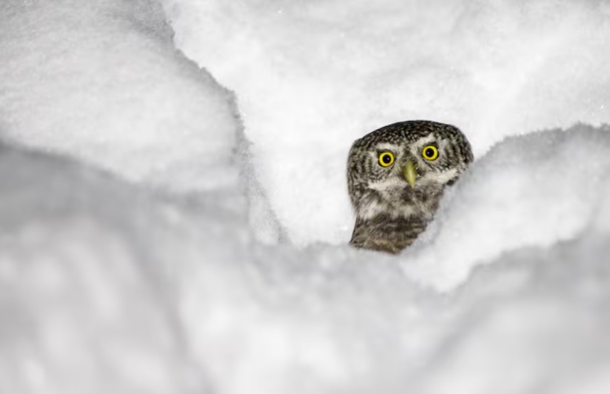 Чи очікується сніг у Миколаєві в найближчий час: відповідь синоптика Чи очікується сніг у Миколаєві в найближчий час: відповідь синоптика