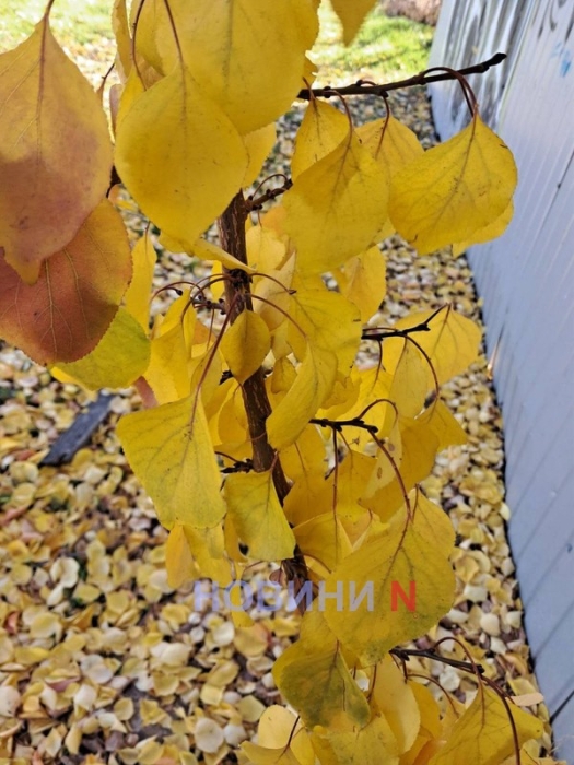 Слабый туман и дожди: какой будет погода в Николаеве и области в среду Слабый туман и дожди: какой будет погода в Николаеве и области в среду