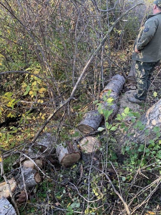 В селе под Первомайском спилили тополь: нарушитель заплатит штраф и возместит ущерб В селе под Первомайском спилили тополь: нарушитель заплатит штраф и возместит ущерб
