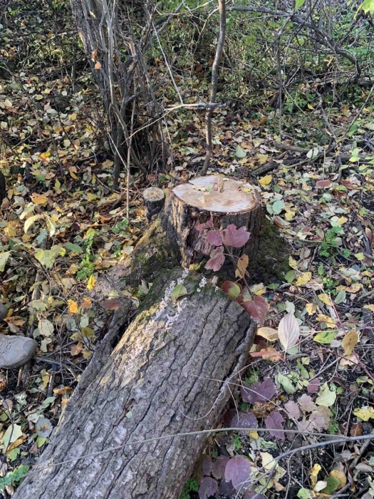 В селе под Первомайском спилили тополя В селе под Первомайском спилили тополя