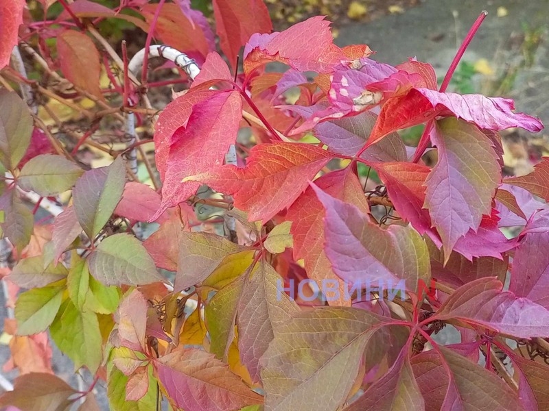 Синоптики рассказали, какой будет погода в Николаеве и области 8 ноября Синоптики рассказали, какой будет погода в Николаеве и области 8 ноября