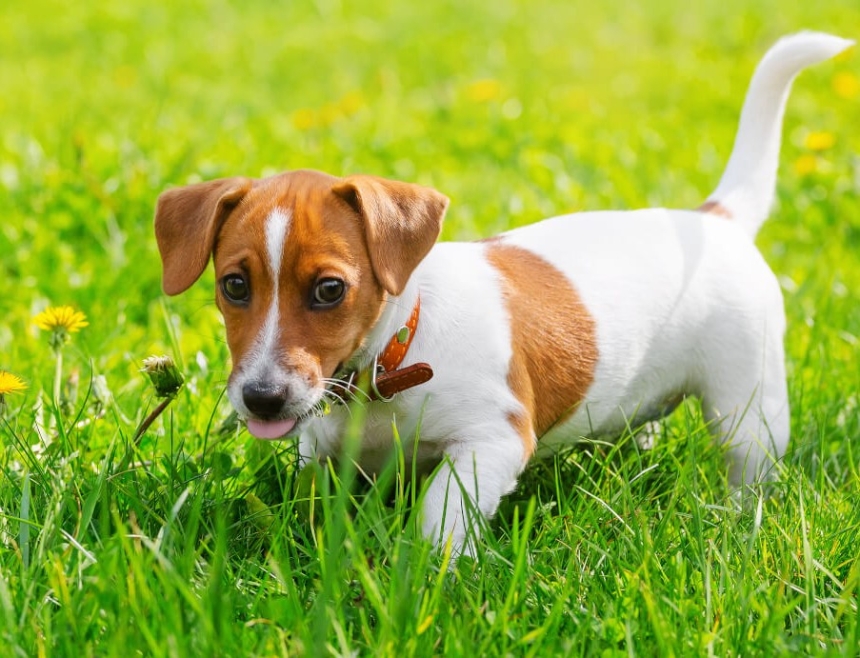 Виставка-прилаштування тварин відбудеться в Миколаєві Виставка-прилаштування тварин відбудеться в Миколаєві