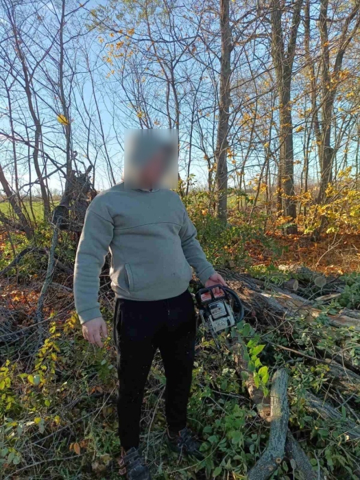 Под Первомайском спилили деревья в защитном лесном насаждении Под Первомайском спилили деревья в защитном лесном насаждении