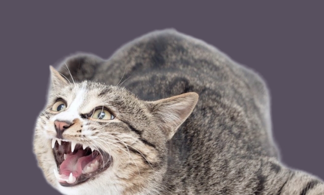 На Миколаївщині немає вакцин від сказу На Миколаївщині немає вакцин від сказу