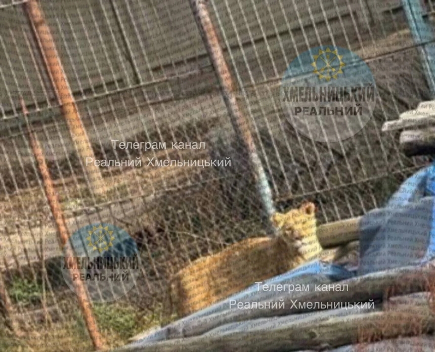 У Хмельницькому із зоопарку втекли два леви - одного зняла камера на вулицях міста (відео) У Хмельницькому із зоопарку втекли два леви - одного зняла камера на вулицях міста (відео)