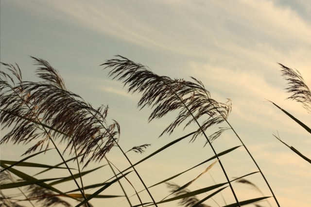 Туман и порывистый ветер: синоптики рассказали о погоде Николаевской области 17 ноября Туман и порывистый ветер: синоптики рассказали о погоде Николаевской области 17 ноября