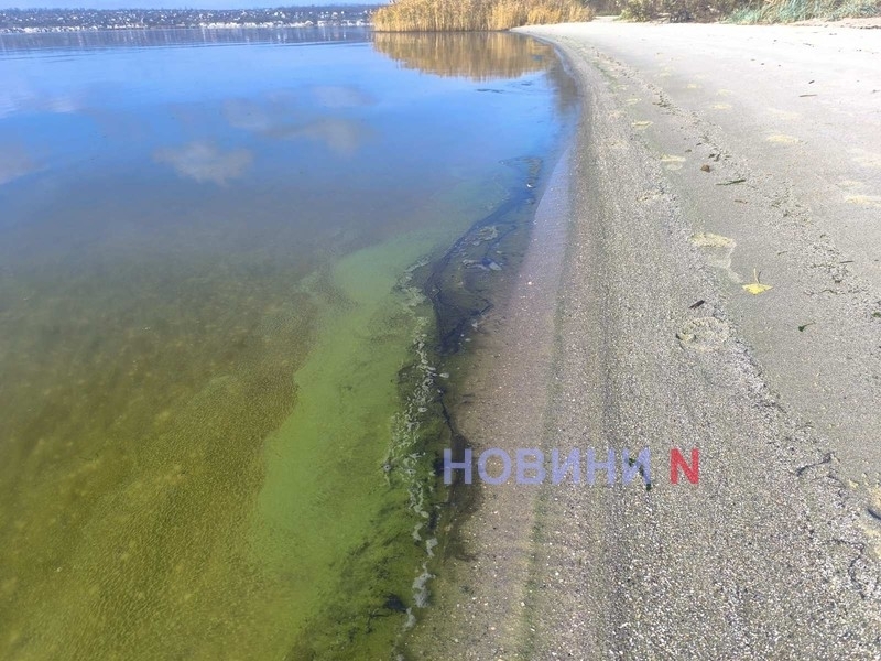 «Чорна плівка» на лимані у Миколаєві: екоінспекція досліджувала проби води «Чорна плівка» на лимані у Миколаєві: екоінспекція досліджувала проби води