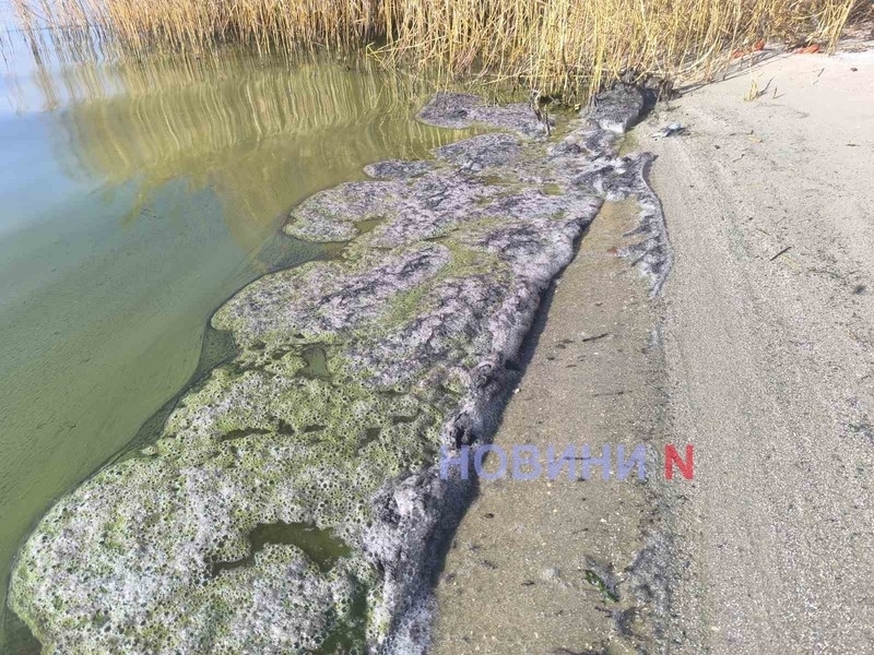 «Чорна плівка» на лимані у Миколаєві: екоінспекція досліджувала проби води «Чорна плівка» на лимані у Миколаєві: екоінспекція досліджувала проби води