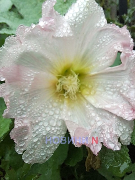 Дождь и до +17°: синоптики рассказали о погоде в Николаеве и области 18 ноября Дождь и до +17°: синоптики рассказали о погоде в Николаеве и области 18 ноября