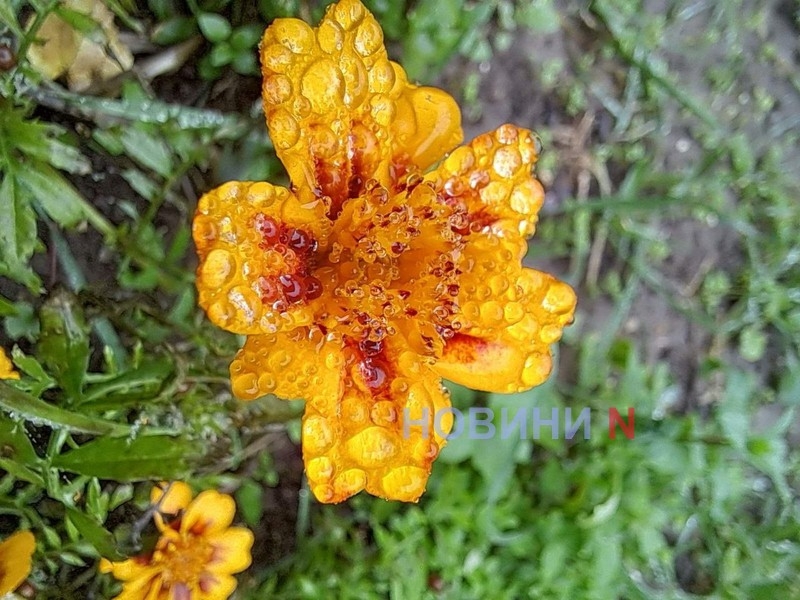 Туман и небольшие дожди: синоптики рассказали о погоде в Николаеве и области 2 декабря Туман и небольшие дожди: синоптики рассказали о погоде в Николаеве и области 2 декабря