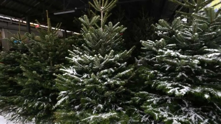 Українцям пропонують легальні ялинки, а на браконьєрів чекають рекордні штрафи Українцям пропонують легальні ялинки, а на браконьєрів чекають рекордні штрафи