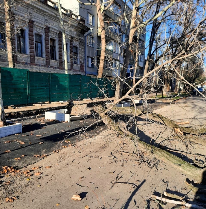 Упала акация в центре Николаева: дереву повредили корни при обустройстве парковки (фото) Упала акация в центре Николаева: дереву повредили корни при обустройстве парковки (фото)