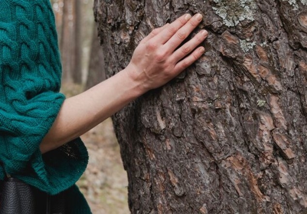 Стояла "на шухере": в Харьковской области женщину убило кленом, пока ее муж пилил сосну Стояла "на шухере": в Харьковской области женщину убило кленом, пока ее муж пилил сосну