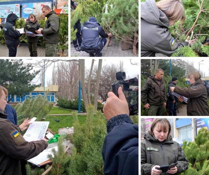 Ялинковий рейд у Миколаєві: екологи перевірили торгові точки – знайдено порушення Ялинковий рейд у Миколаєві: екологи перевірили торгові точки – знайдено порушення