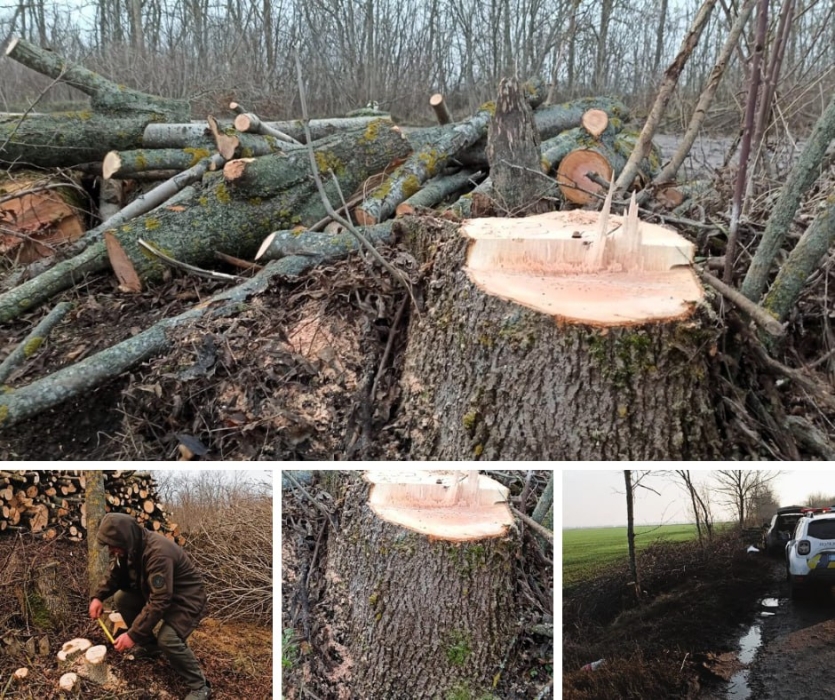 99 ясенів уздовж дороги спиляли на Миколаївщині: порушено кримінальну справу (фото) 99 ясенів уздовж дороги спиляли на Миколаївщині: порушено кримінальну справу (фото)