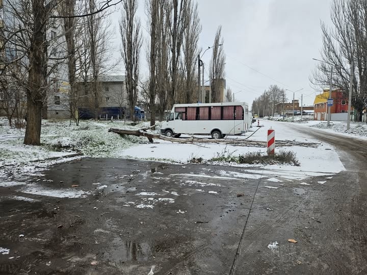 Впале дерево обірвало кабель вуличного освітлення у Миколаєві (фото) Впале дерево обірвало кабель вуличного освітлення у Миколаєві (фото)