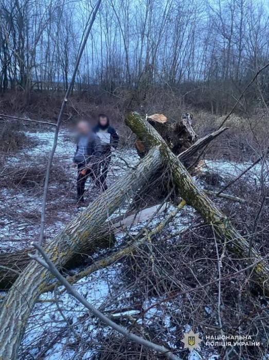 Дівчинку вбило деревом на Закарпатті Дівчинку вбило деревом на Закарпатті