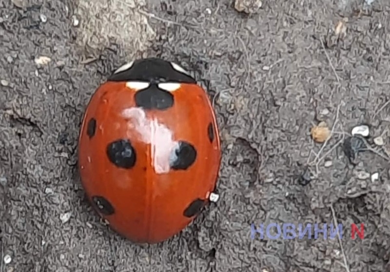 В Николаеве побит 80-летний температурный рекорд В Николаеве побит 80-летний температурный рекорд