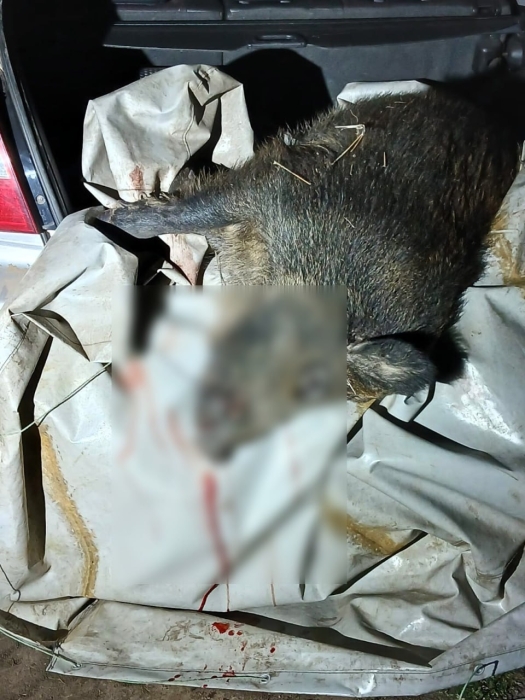 В Николаевской области охотились без лицензии: открыто уголовное производство В Николаевской области охотились без лицензии: открыто уголовное производство