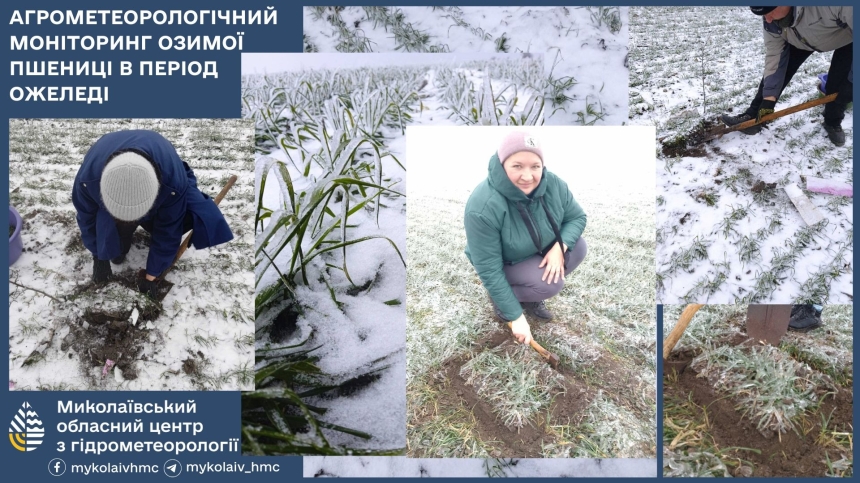 Поля на Миколаївщині вкрилися льодом: експерти перевіряють, чи життєздатна озима пшениця Поля на Миколаївщині вкрилися льодом: експерти перевіряють, чи життєздатна озима пшениця