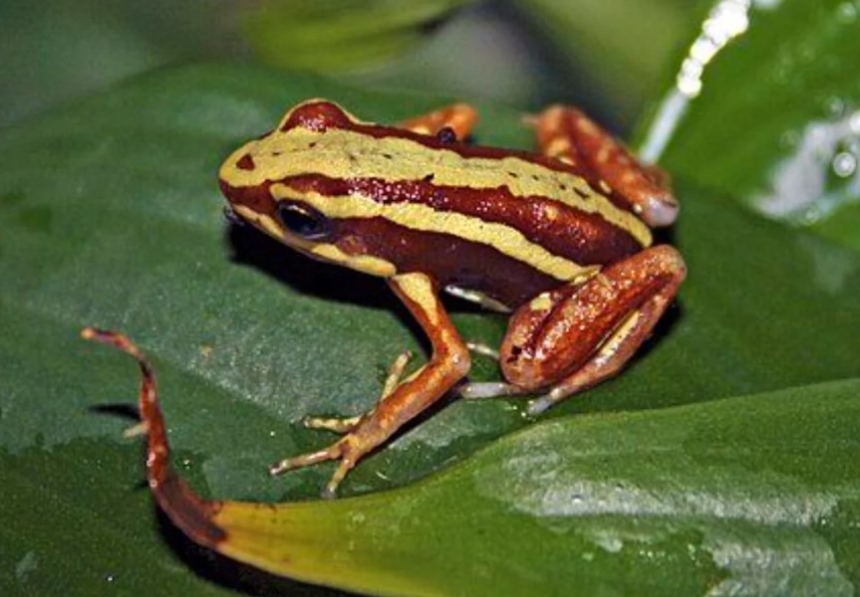 Навального могли убить в колонии с помощью сверхтоксичного яда из лягушек, - СМИ Навального могли убить в колонии с помощью сверхтоксичного яда из лягушек, - СМИ