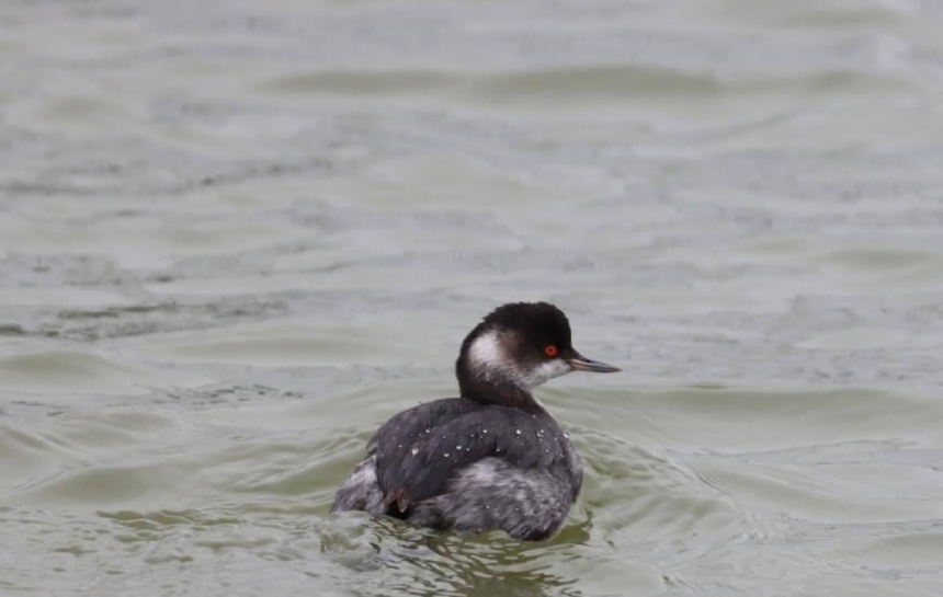 Ученые сообщили о последствиях утечки масла для птиц в нацпарке «Тузловские лиманы» Ученые сообщили о последствиях утечки масла для птиц в нацпарке «Тузловские лиманы»