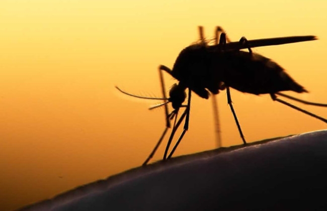 Два случая тропической малярии выявлено во Львовской области Два случая тропической малярии выявлено во Львовской области